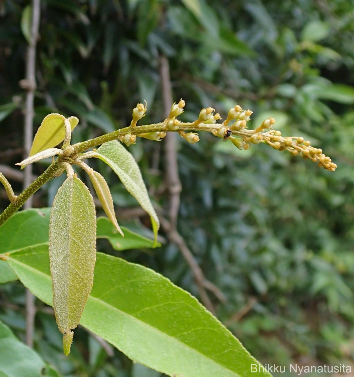 Croton tiglium L.